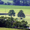 les arbres frères100