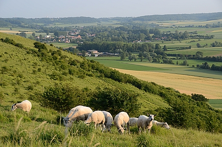 mouton300